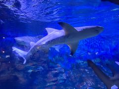 -烟台海昌鲸鲨海洋公园