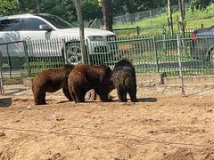 -秦皇岛野生动物园