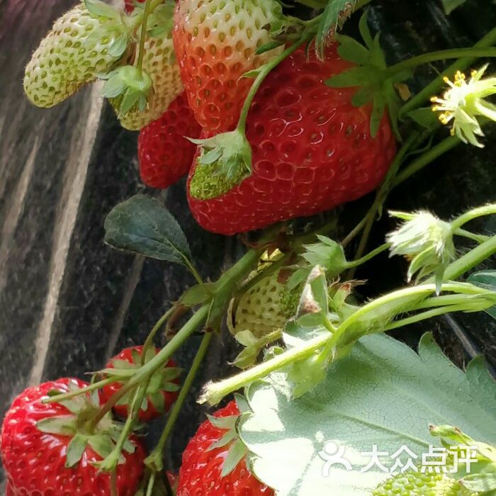 幸福草莓园草莓采摘