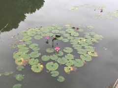 红山村-红山村