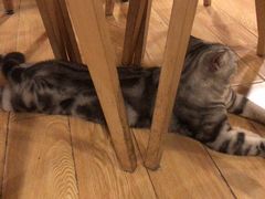 -Cappucimeow猫咪咖啡馆(韦伯时代店)