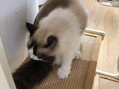 -1013 PET SHOP精品宠物商店(丁香店)