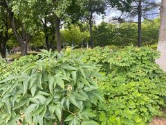 -金鸡湖景区