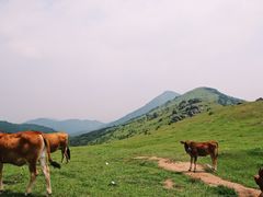 -大姆山草场