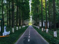 -黄海国家森林公园