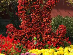 菊花节-开封府
