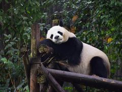 这销魂的小身姿！可爱啊！-成都大熊猫繁育研究基地
