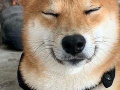 -柴犬高等学院·狗咖·柴犬售卖·宠物训练