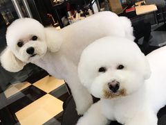 -Oh My Dog宠物沙龙(伊珊娜皮毛护理店)