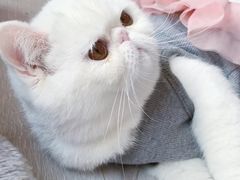 -李小姐の猫咖啡馆(五角场店)