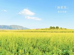 -光明小镇欢乐田园