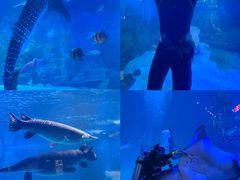 -烟台海昌鲸鲨海洋公园