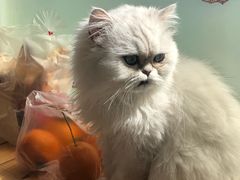 -猫的茶·猫咖