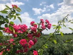 -金谷域澳洲庄园