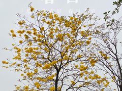 -顺峰山公园