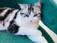 -藏猫猫咖啡主题馆(中央大道店)