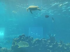 -海棠湾洲际-涛·海底餐厅·美人鱼·自助餐·海底隧道