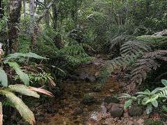-海南热带雨林国家公园吊罗山景区