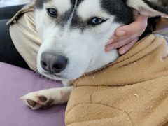 -怪兽屋·羊驼·猫咖·狗咖(俊华广场店)