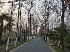 -合肥滨湖国家森林公园