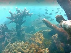 -东姑阿都拉曼海洋公园