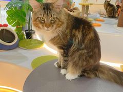 -COLOR PETS 撸猫馆·购猫·猫咖(长风大悦城店)