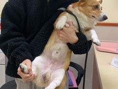 -艾贝尔宠物医院 ·内科全科(梁溪路店)