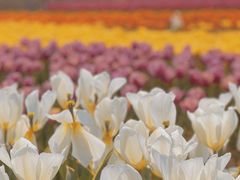 -杭州湾海上花田景区