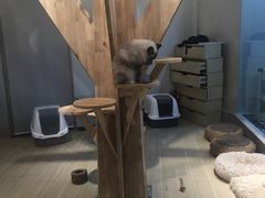 -momokira米努特·德文卷毛猫·棉花面纱犬