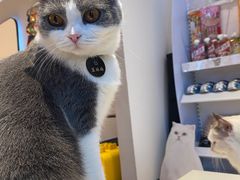 -啵啵喵·猫咖(攀华国际店)