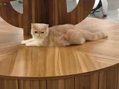 -飞行喵MR PILOT|猫舍·猫咖(静安大融城店)