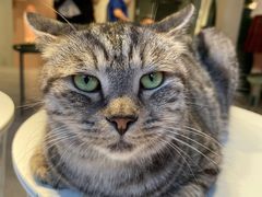 -猫儿山۰猫主题餐厅