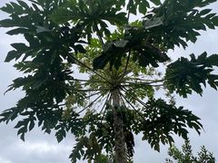 -西双版纳基诺山寨