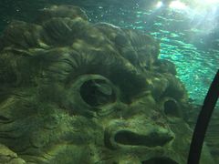 -悉尼海洋生物水族馆