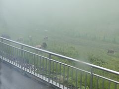 -新疆那拉提国家旅游度假区