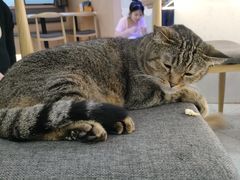 -喵园·猫主题咖啡厅·撸猫·猫咖(国贸店)