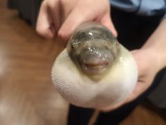 -肆月河豚·新淮扬(金融街店)