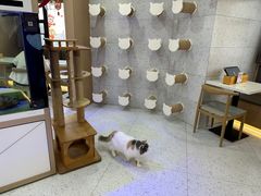 -喵园·猫主题咖啡厅·撸猫·猫咖(国贸店)