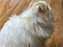 -MOCHA明星猫咖(田子坊店)