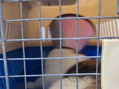 -汪喵宠物医院·骨科心脏影像·犬猫急重症ICU诊疗中心(成华分院)