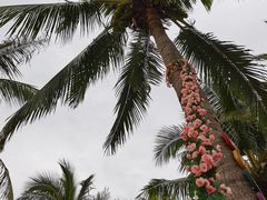 -三亚海棠湾万丽度假酒店