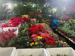 -曲阳花鸟市场(曲阳路店)