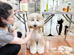 -鑫艺宠物美容培训学校