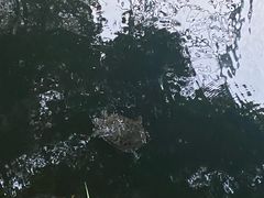 -墨池公园
