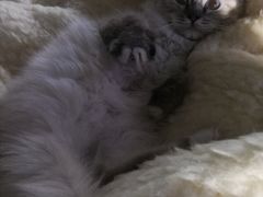 -Bastet sally猫舍购宠(静安店)