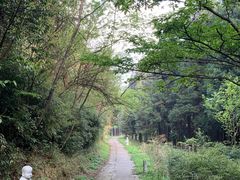 -武陵山森林公园