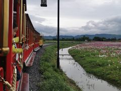 -径山花海