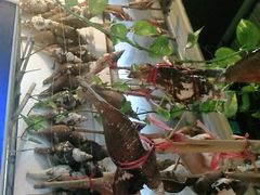-郑厨私房菜