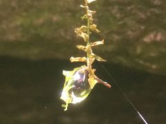 -牛背梁国家森林公园