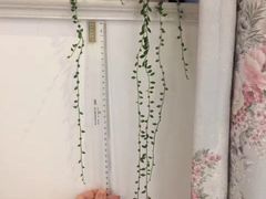 -双季花艺园艺市场(浦东店)